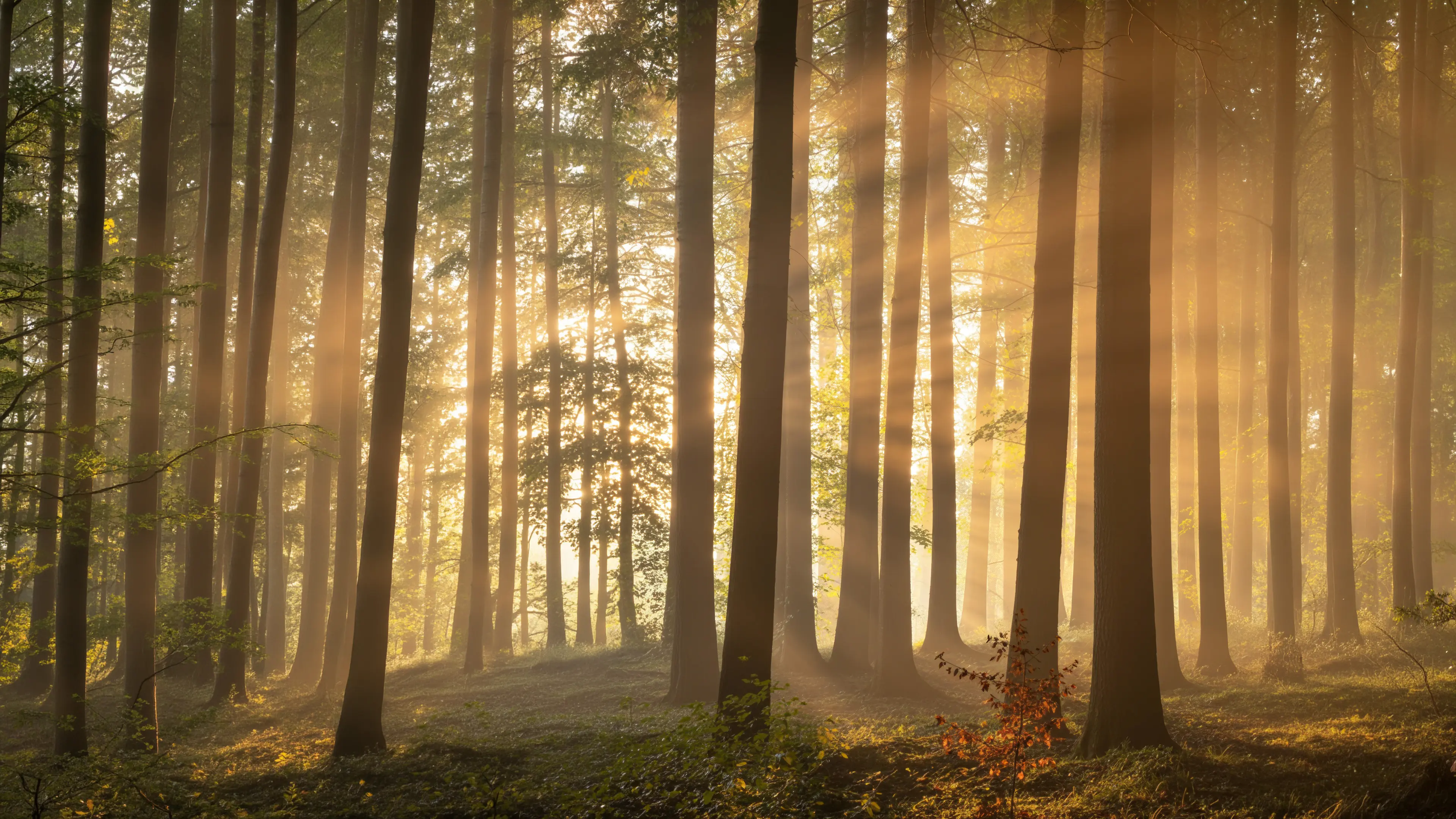 Golden morning sunlight filtering through tall forest trees, with misty rays illuminating the peaceful woodland floor