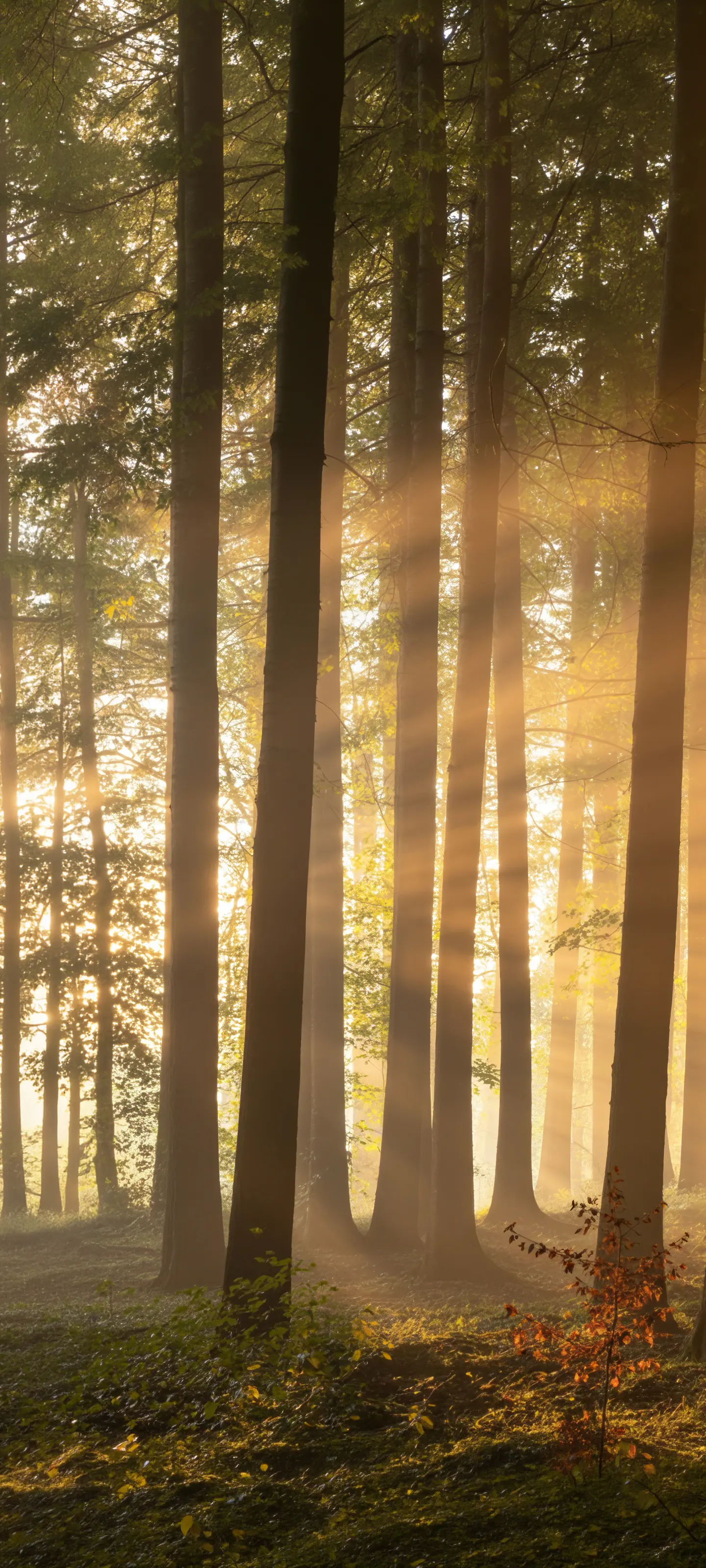 Golden morning sunlight filtering through tall forest trees, with misty rays illuminating the peaceful woodland floor