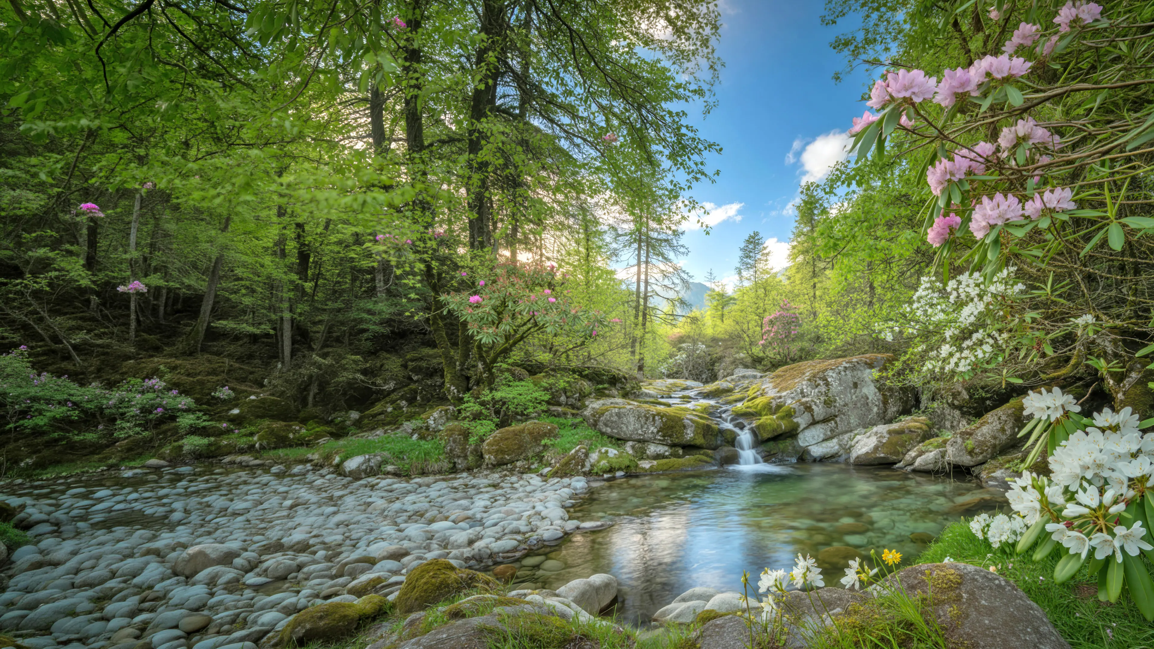Quiet Woodland Stream. A clear forest stream flowing over moss-covered rocks, framed by flowering rhododendrons and sunlit mountain woodland.