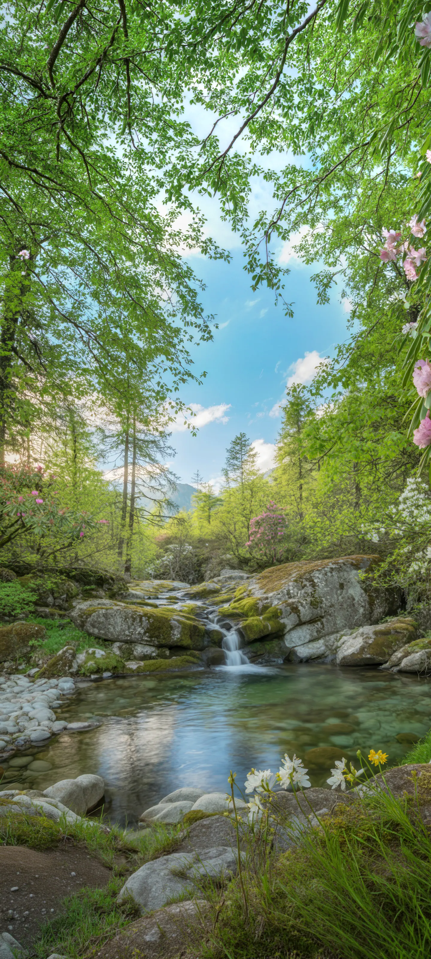 Quiet Woodland Stream. A clear forest stream flowing over moss-covered rocks, framed by flowering rhododendrons and sunlit mountain woodland.